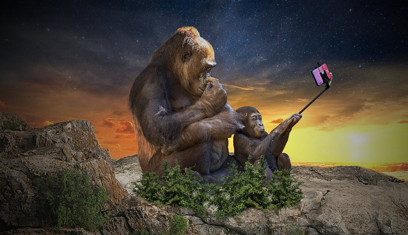 Monkey takes a selfie